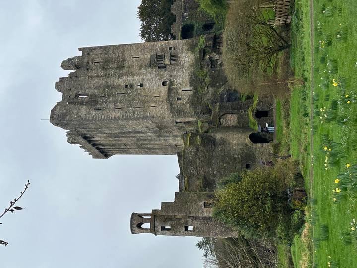 Tall curtain walls and keep of Blarney Castle rise above spring lawns dotted with daffodils.