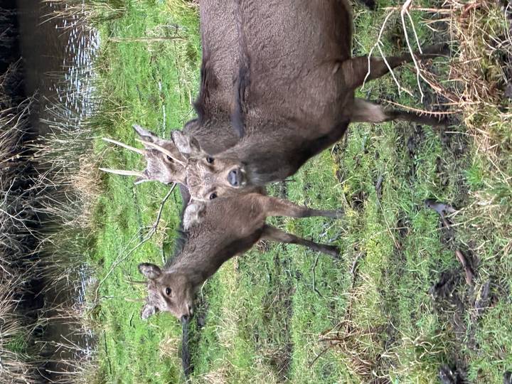 Group of wild deer stand alert on damp grassland beside a small stream.