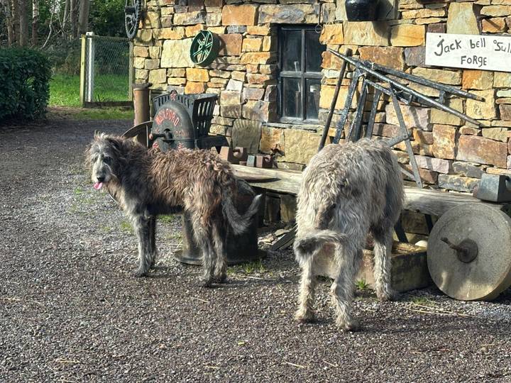 Two shaggy Irish wolfhounds stand near a rustic stone forge and old tools.