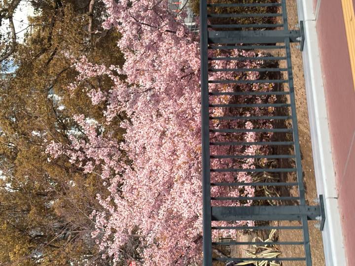 Dense pink cherry blossoms bloom behind a black metal railing beside a paved path.