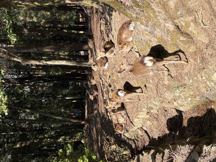Group of tame deer resting among trees and rocks in dappled sunlight at Nara Park.