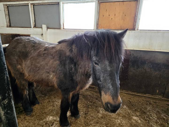 Close view of shaggy Icelandic horse standing in dimly lit stable