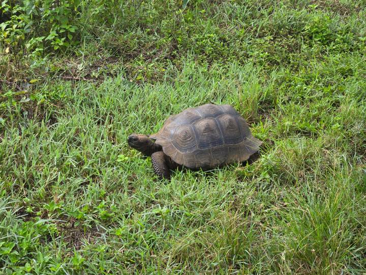 Large Galápagos tortoise grazing on lush grass in an open field.
