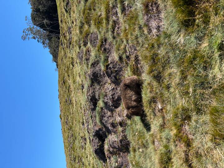 Wild wombat grazes on grassy hillside under clear Tasmanian sky
