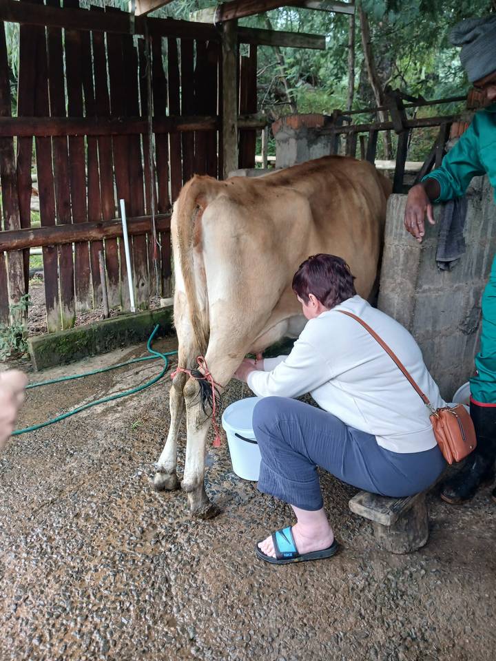Traveller kneels to hand-milk a cow inside a small rural dairy shed while another person watches.