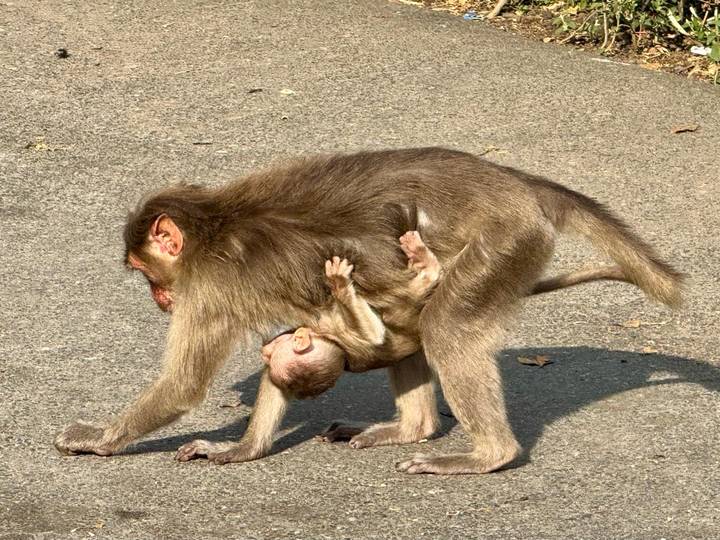 Mother monkey walks across a road while her infant clings to her underside.