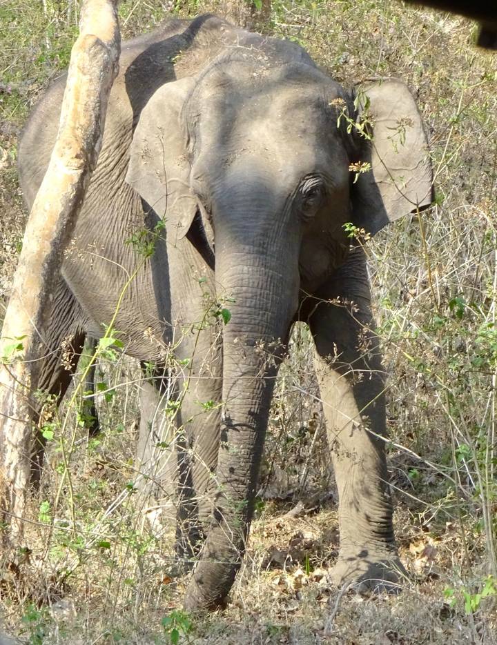 Wild Asian elephant partly hidden among dry scrub and tall grass.