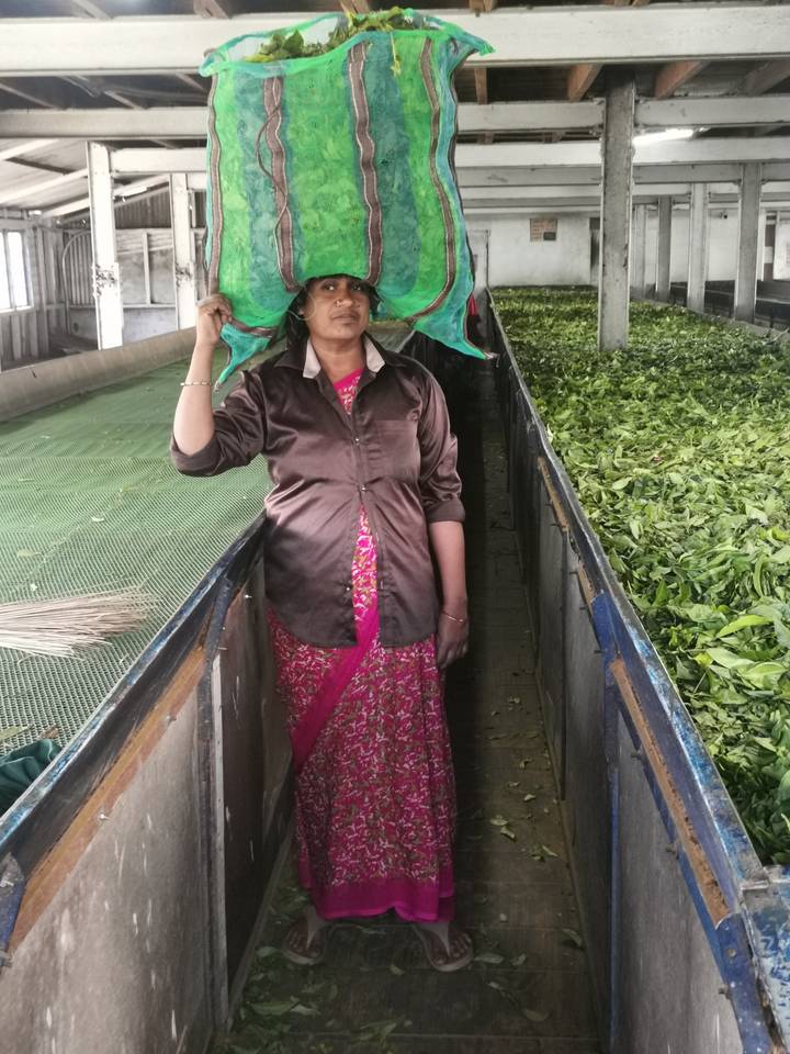 Worker in a tea factory carries a green sack of leaves on her head beside troughs of drying tea.