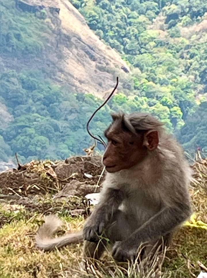Close-up of a grey monkey perched on a rocky ledge with a lush green valley behind.