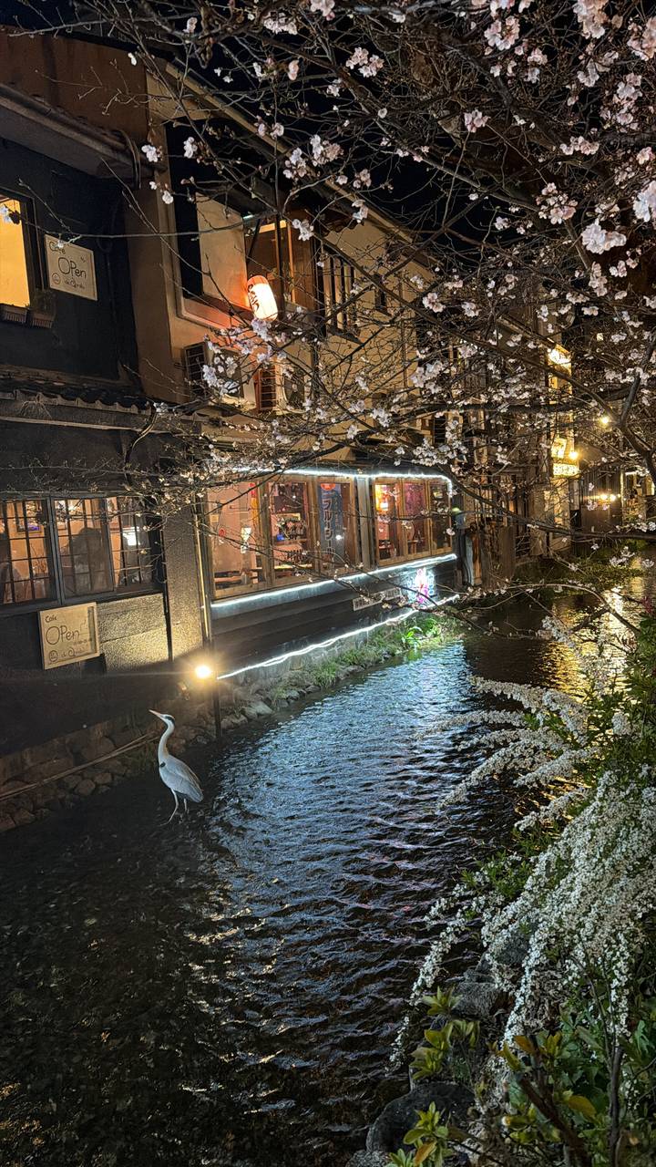 Night view of a narrow Kyoto canal lined with lit restaurants and blooming cherry blossoms reflected in the water.