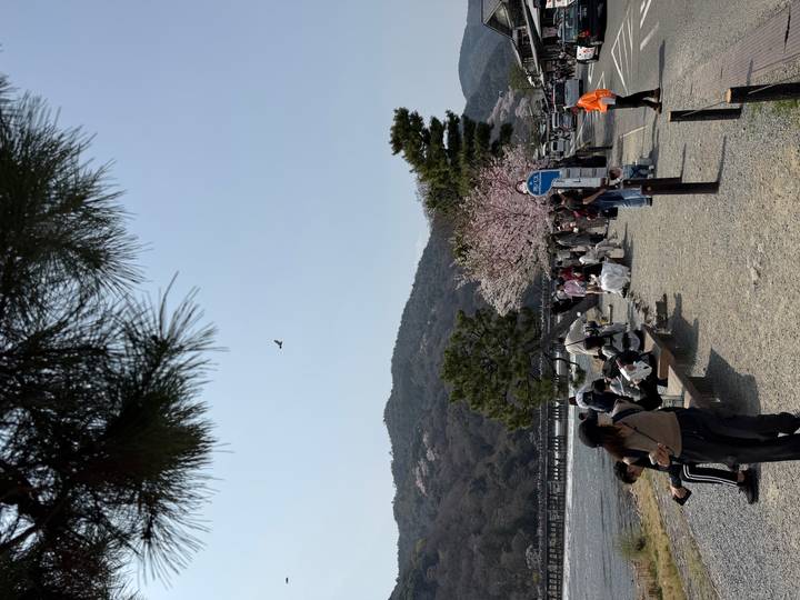 Visitors relax along the Katsura River in Arashiyama with cherry trees and forested hills behind.