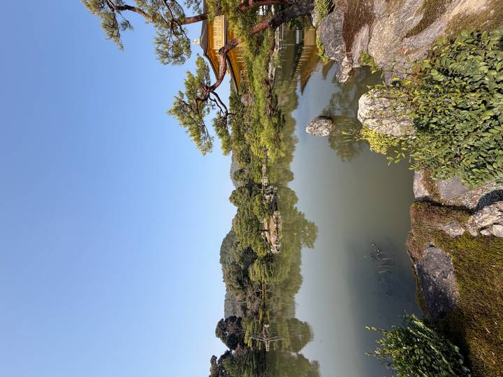 Serene garden pond surrounded by sculpted pines and mossy stones under a bright blue sky.