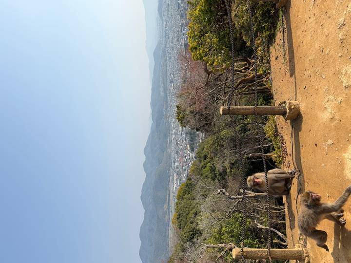 Wild monkeys sit on a dusty viewpoint overlooking the Kyoto valley and distant mountains.