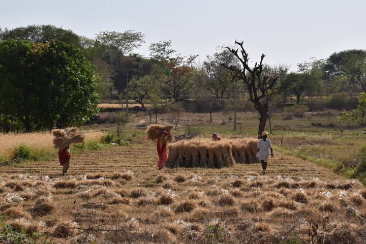 Farmers harvest straw bundles in a dry rural field bordered by scattered trees.