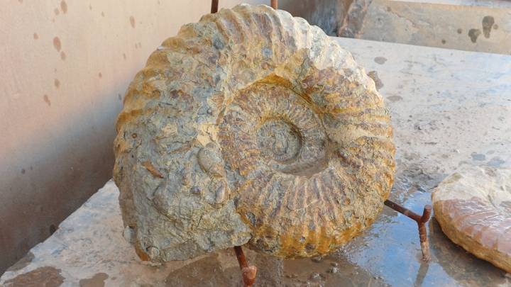 Large polished ammonite fossil exhibited on a stone surface with droplets of water.