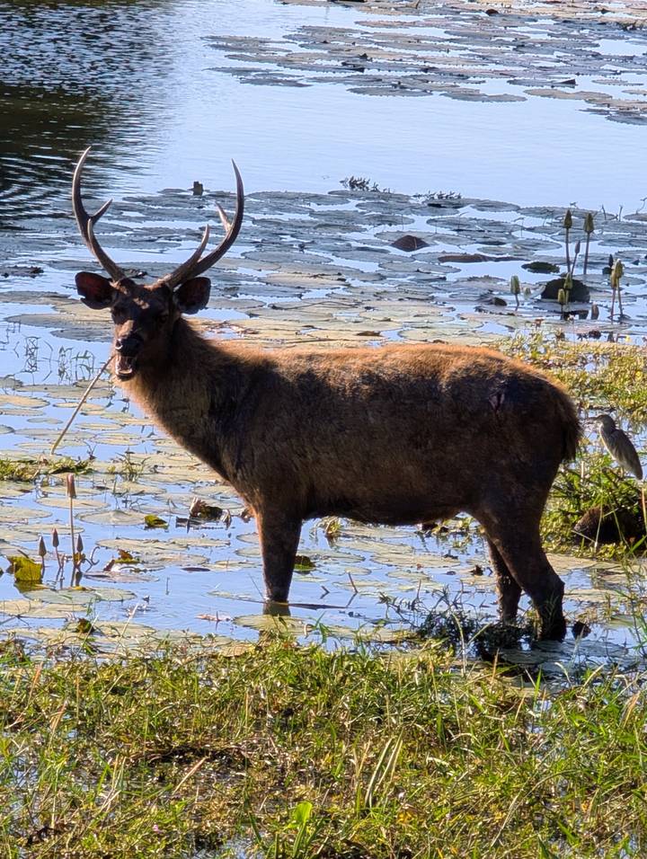 Sambar deer standing in lily-covered wetland under bright sun