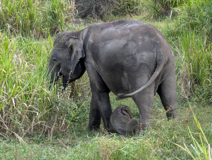 Mother elephant and calf grazing in tall grass