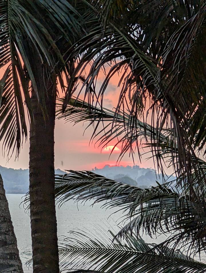 Vibrant orange sun setting behind distant trees framed by palm fronds