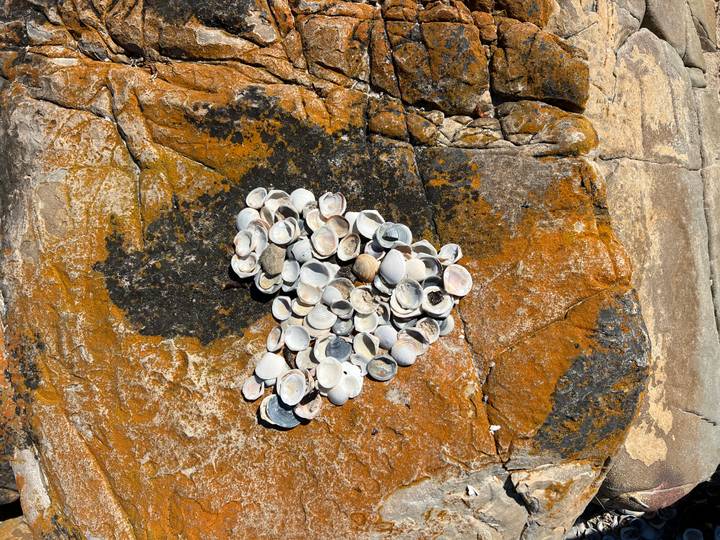 Heart shape made from white seashells placed on sun-lit orange rock surface