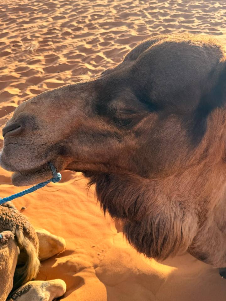 Close-up profile of a camel’s head with a blue lead rope against the backdrop of desert sand