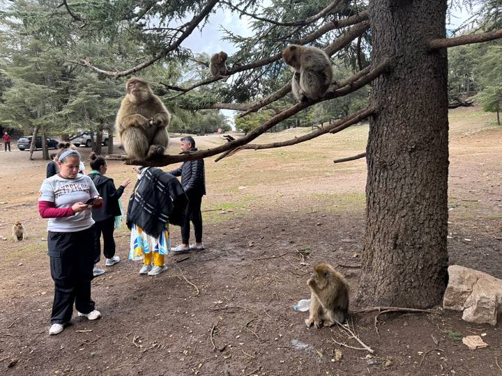 Visitors observing Barbary macaques perched on cedar branches in a forest clearing