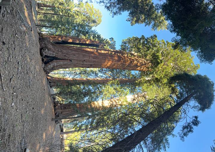 Towering giant sequoia trees rising toward a clear blue sky in a serene forest setting