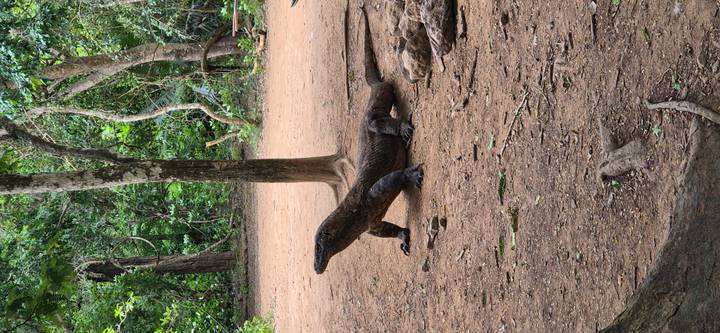 Large Komodo dragon standing alert on forest floor with trees in background.