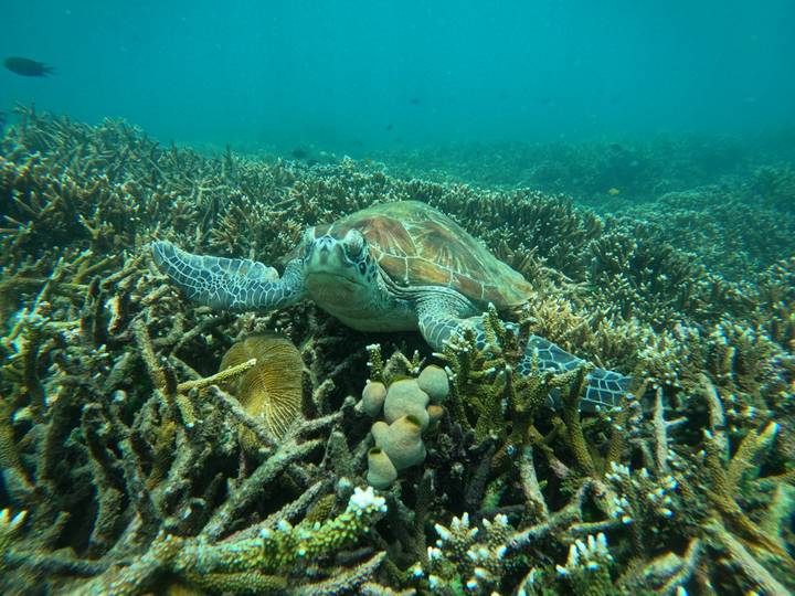 Green sea turtle glides over vibrant coral reef teeming with marine life.