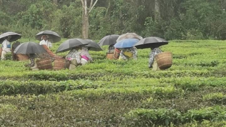 Tea plantation workers carrying baskets and umbrellas harvesting leaves in the rain.