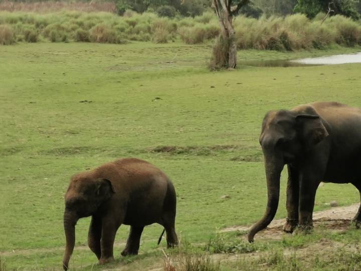 Adult and juvenile elephants standing on open green grassland near a small waterhole.