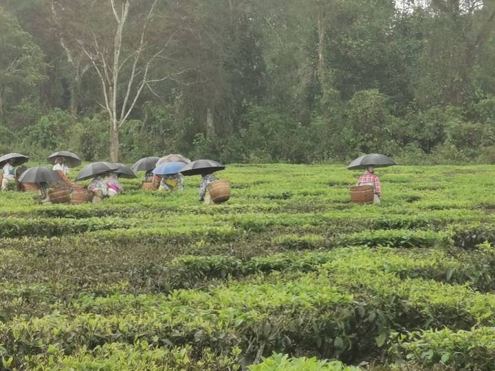 Tea plantation workers wearing umbrellas pluck leaves among vibrant green tea bushes during light rain.