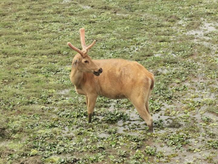 Golden-brown deer with budding antlers stands on marshy grassland looking sideways.