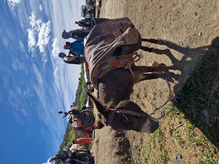Donkey in a rural Moroccan market setting with tourists and motorcycles under a bright blue sky