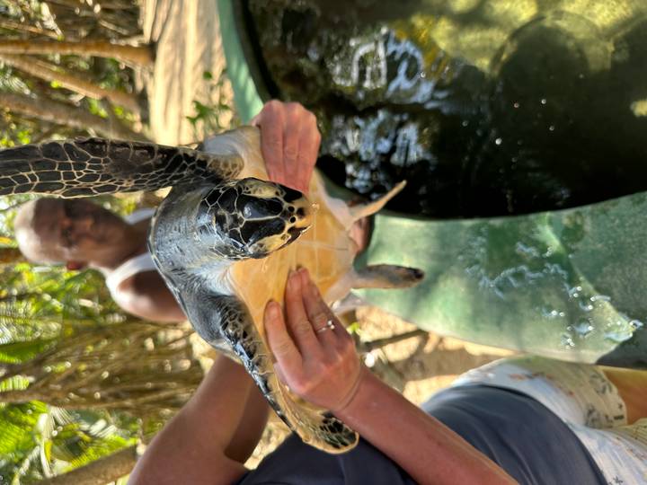 Visitor gently holds a rescued sea turtle over a pool at a Sri Lankan hatchery.