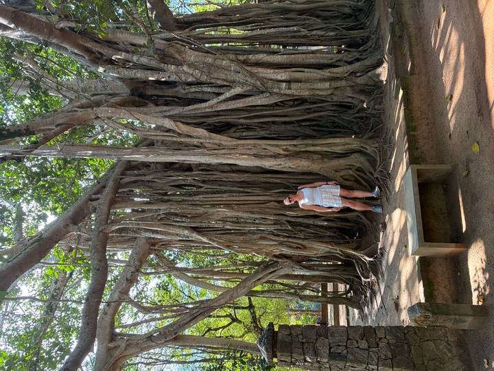 Visitor stands beside sprawling banyan roots in a Sri Lankan garden.