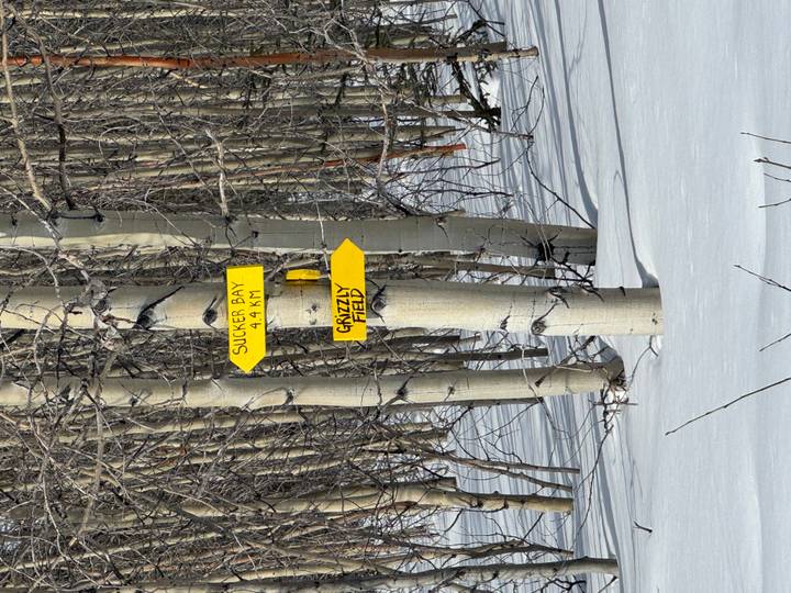 Yellow directional trail signs nailed to aspen tree trunk in snowy forest