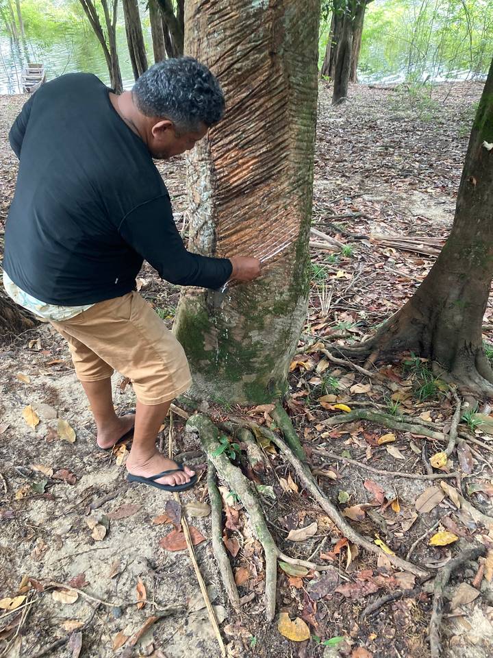 Guide slicing rubber tree bark to collect latex in Amazon forest
