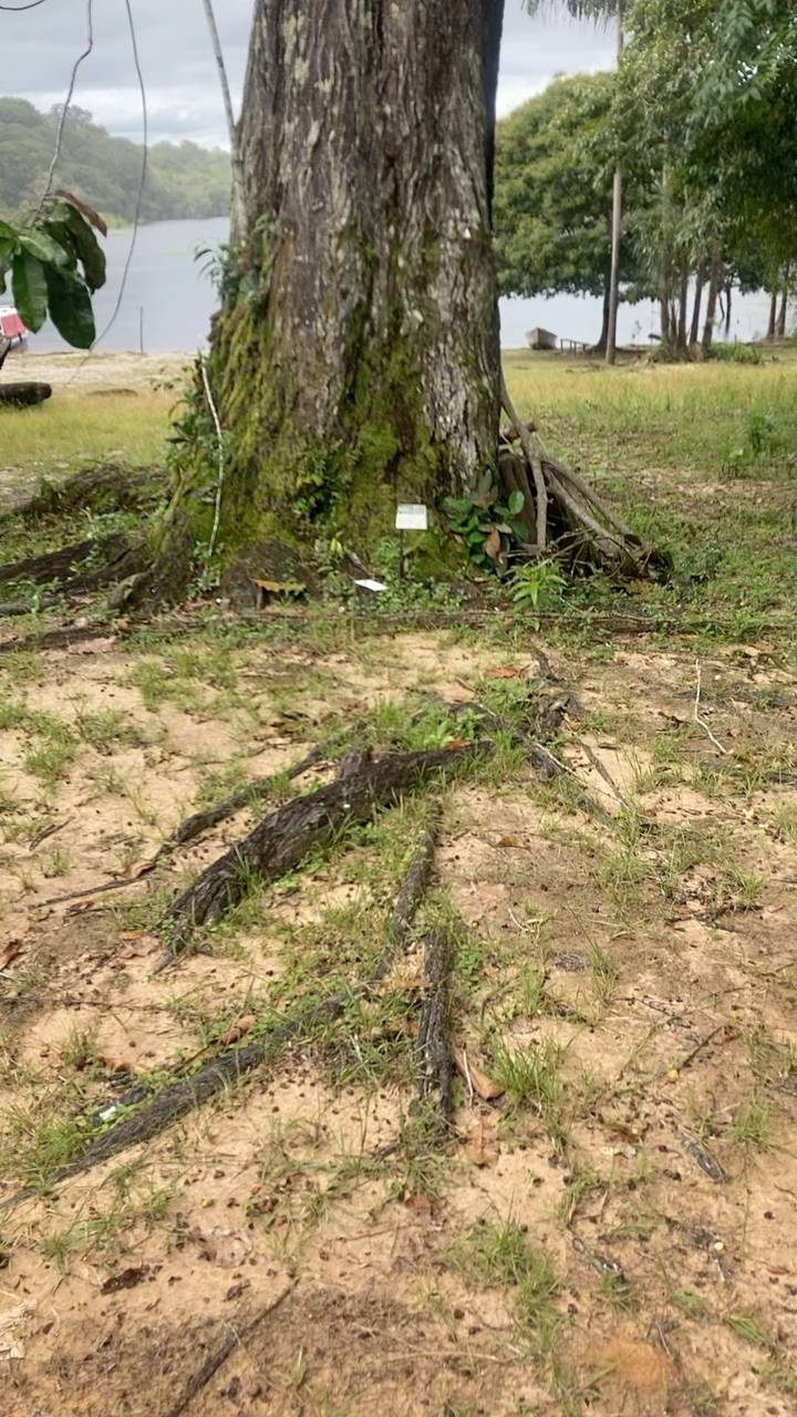 Blurry image of forest floor, exposed roots and sandy soil
