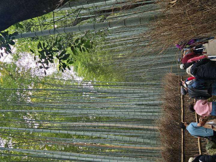 Crowds stroll beneath towering bamboo stalks in the serene Arashiyama Bamboo Grove.