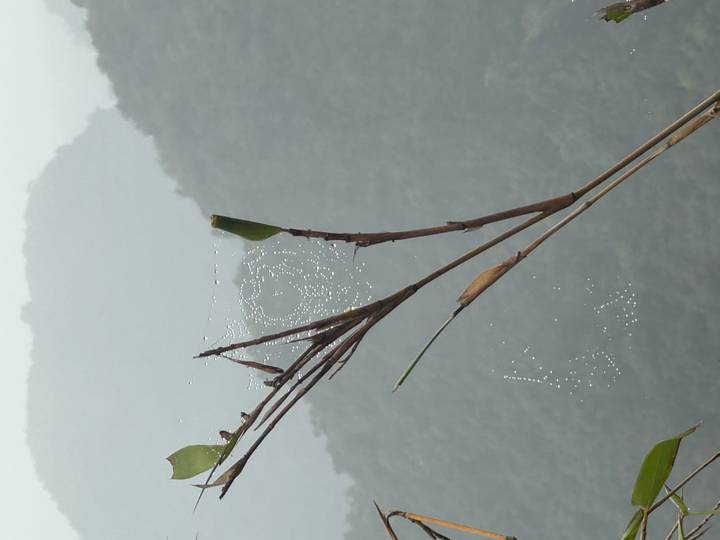 Delicate spiderweb beaded with dew on slender branches with misty green mountains blurred behind.