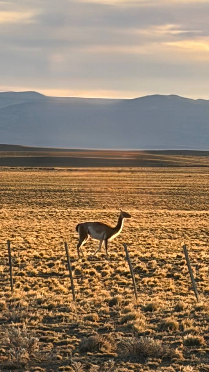 A lone guanaco stands on a vast golden steppe at dusk with distant hills blurred.