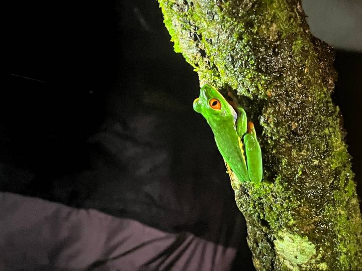 Close-up of a red-eyed tree frog perched on a mossy branch against a dark rainforest background.