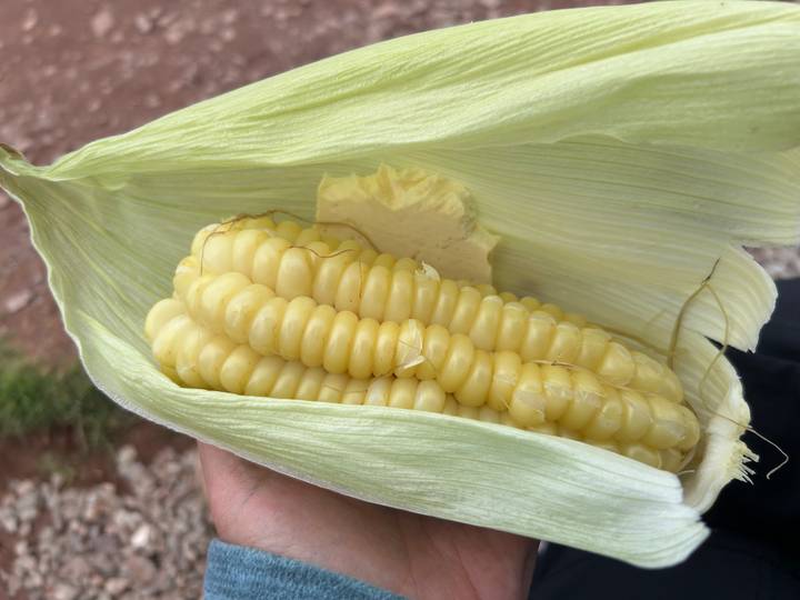 Close-up of a peeled ear of pale yellow corn held in a green husk.