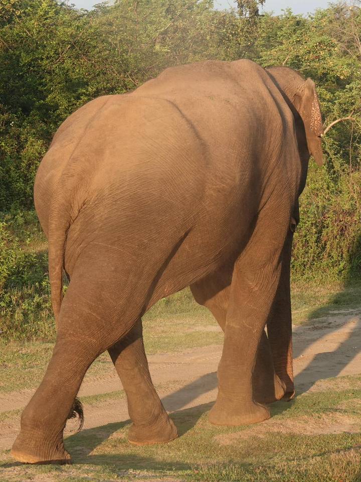 Side view of a wild elephant walking along a dirt track bordered by greenery.