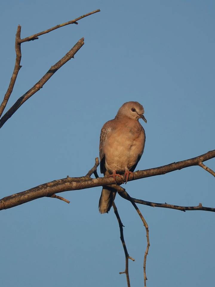 Close-up of a dove perched on a bare tree branch against a clear blue sky.