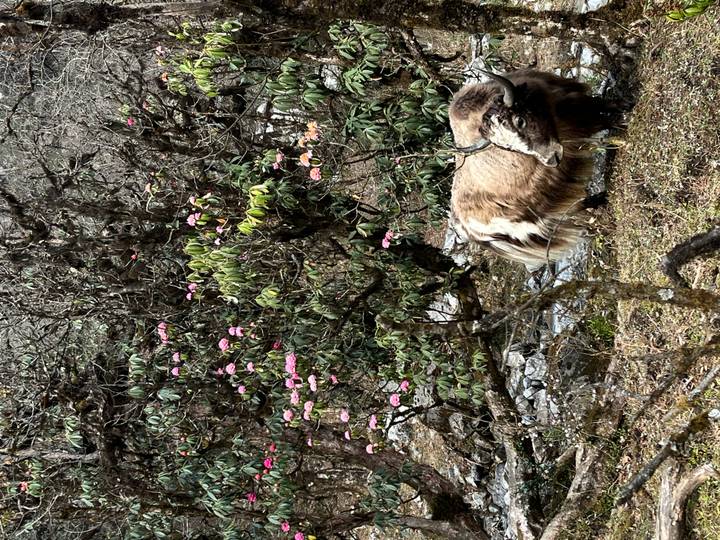 Shaggy yak grazing beneath blooming rhododendron trees in Himalayan forest