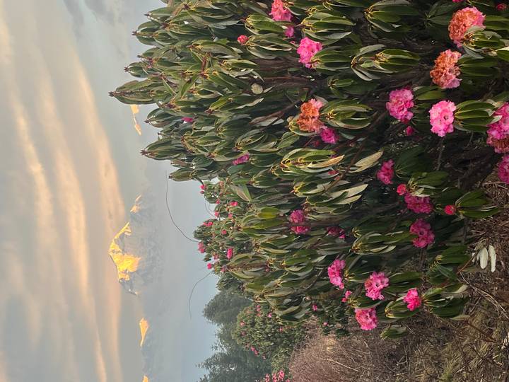 Pink rhododendron flowers in foreground with snow-capped Himalayan peak glowing at sunrise