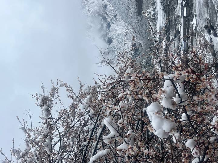 Snow-covered blossoms on tree branches with misty mountains barely visible through clouds