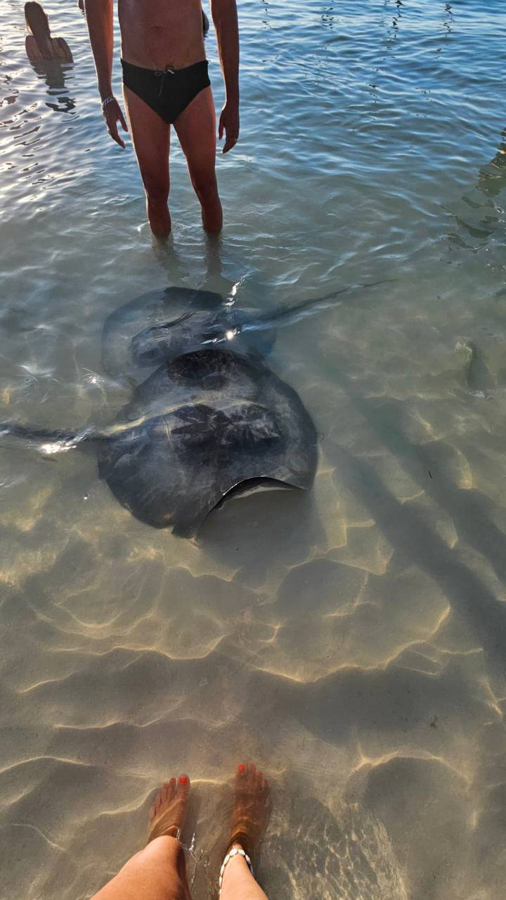 A large stingray glides just beneath clear shallow water over a sandy seabed.