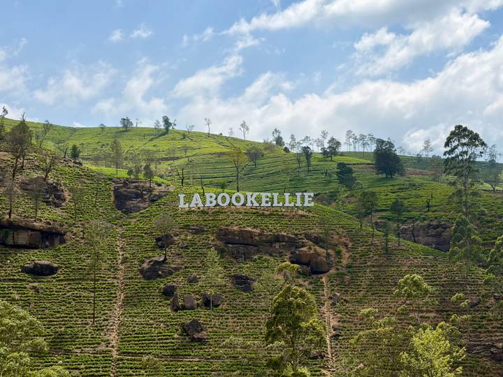 Green tea-covered hillside with a large white LABOOKELLIE sign under blue sky.